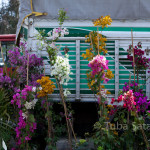 IMG_5351 IMG_5351